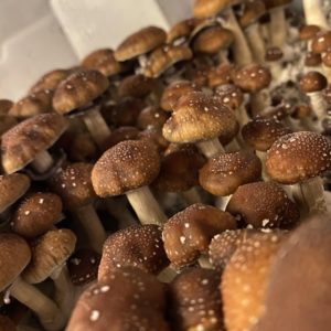 Taman Negara Spore Syringe