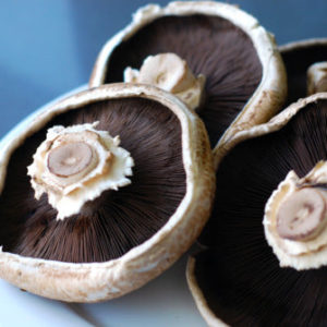 Portobello Agar Plate