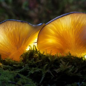 Blue Oyster Liquid Culture